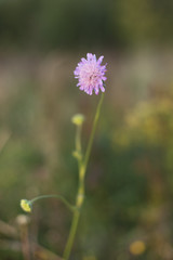 Pink field scabious flower, selective focus on a green bokehbackground - Knautia arvensis
