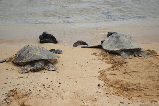 Poipu Beach Park, Turtle- Kauai