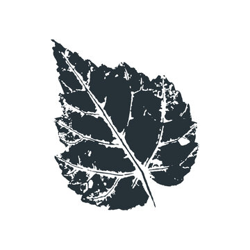 Vector birch leaf print of birch tree. Inkprinted leaves of the trees on paper. Traced vector image.