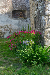 Fototapeta na wymiar fleurs bretonnes