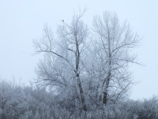 Frosted hibernating tree with a hawk on branch tip