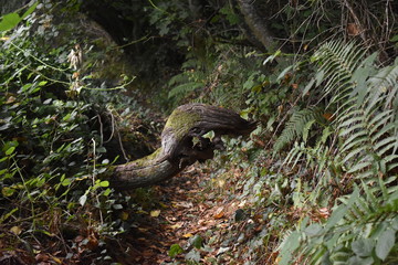 Foco de un tronco con forma extraña 