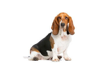 basset hound sitting in front of a white background - 221311410