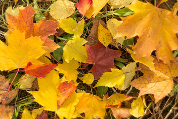 Naklejka na ściany i meble Colorful autumn leaves background close-up
