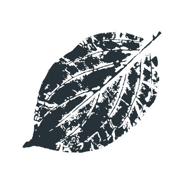 Vector Leaf print. Inkprinted leaves of the trees on paper. Traced vector image.