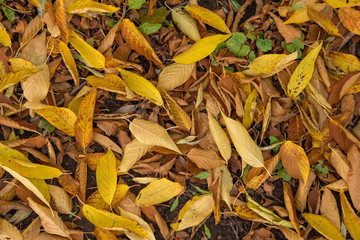 Fallen dry yellow autumn leaves in grass background texture