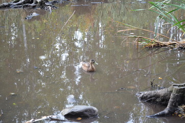 Ducks in pond