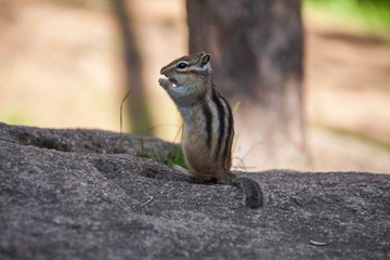 Chipmunk standing on the stone