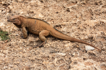 Portrait of Rhinoceros iguana. Cyclura cornuta. Dominican Republic