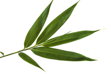 Fototapeta premium Green bamboo leaf isolated on a white background