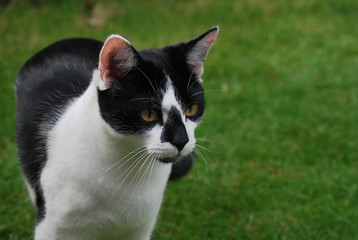 Garden Kitten Portrait