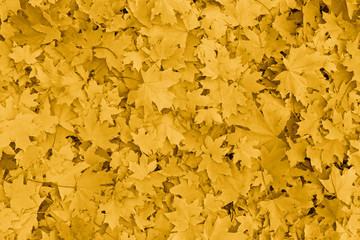 dry yellow foliage autumnal background