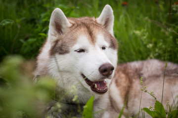 Naklejka na ściany i meble Profile Portrait of beautiful Beige and white Siberian Husky dog lying in the grass in the field