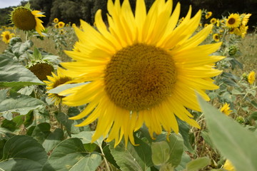 tournesol