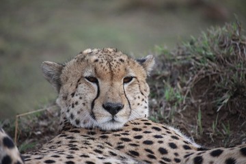 Gepard