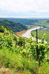 Piesport an der Mosel im Sommer mit Blick Richtung Hunsrück
