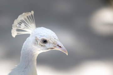 portrait of a peacock
