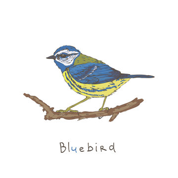 Bluebird On F Branch. Vector Illustration