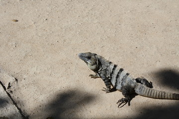 Iguana