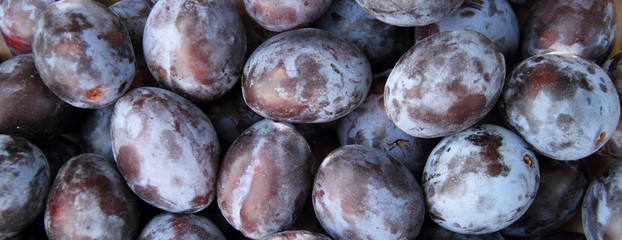 Pflaumen 2