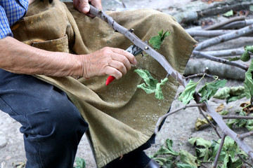Obraz premium Old man cuts with a pruner a branch of tree.