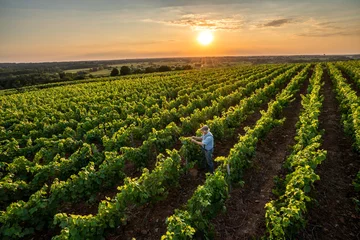 Zelfklevend Fotobehang Top view. a senior winegrower works in his vines at sunset  © jackfrog