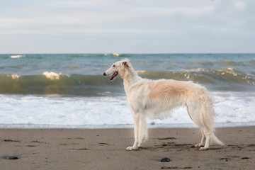 Portrait of Beautiful young wet Russian Borzoi dog standing on the beach