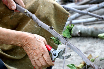 Old man cuts with a pruner a branch of tree. Close up shot.