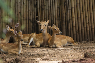 spotted deers or axis deer and Family Relax in the garden zoo,Axis,Wildlife and animal photo.