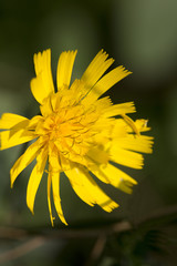 Flower of Smooth Hawkweed (Hieracium laevigatum); close-up