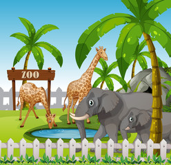 Giraffe and elephant at the zoo - obrazy, fototapety, plakaty