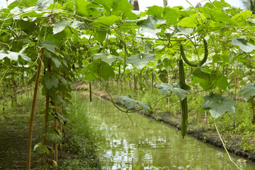 Angled loofah with bamboo frames