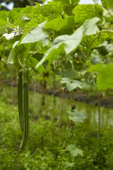 Angled loofah with bamboo frames