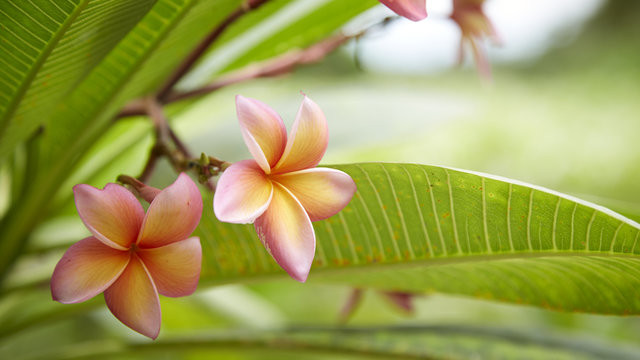 Close-Up Of Frangipani Blooming Outdoors