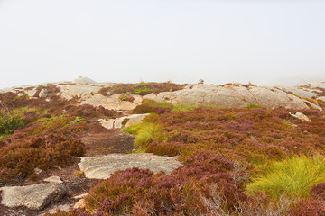 grüne Moose im Gebirge