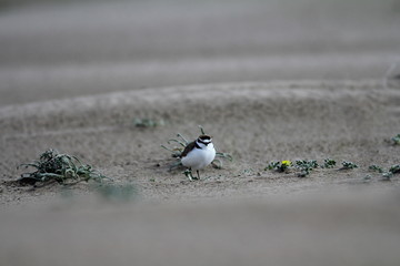 Little fat bird