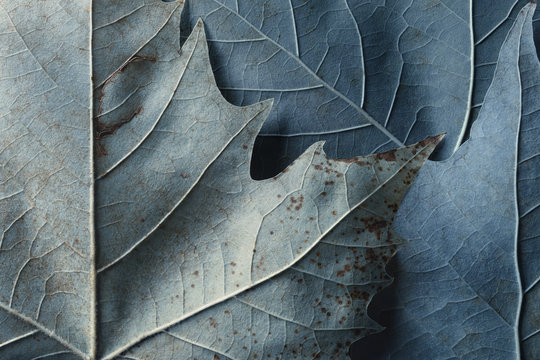 Macro image of plane tree leaves, natural background