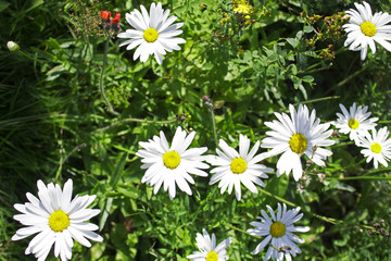 Big garden chamomiles in summer sunny garden