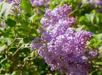 Purple lilac