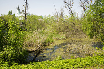 Fototapeta premium river in the forest