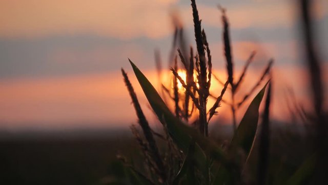 Sunset over the corn field. Corn in the sun.