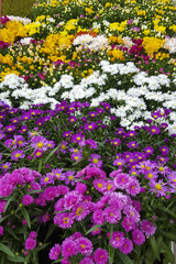 Fototapeta premium Cultivated Chrysanthemums in several colors with raindrops on leaves and flowers