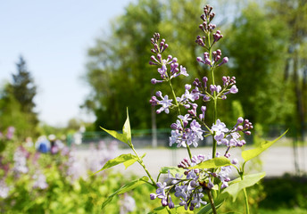 blue flowers in the garden