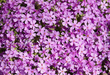 background of purple flowers
