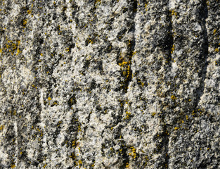 lichen on rock