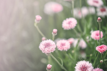 Beautiful light pink flowers over green leave background.