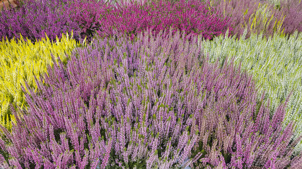 Fototapeta na wymiar Heather plants in several colors