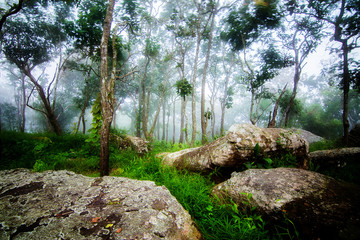 Misty forest in the morning. Pahinngam National Park. Chaiyaphum Province in Thailand
