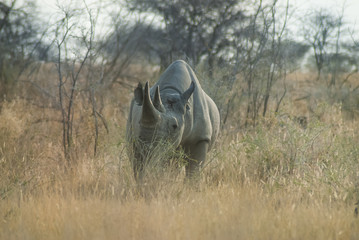 Black Rhino_ Etosha  NP