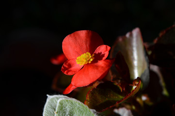 Close-up of Red Begonia Flowers, Nature, Macro